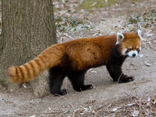 Red Panda - Ailurus fulgens