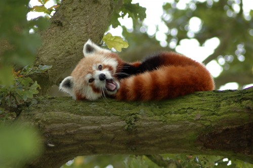 08 red panda