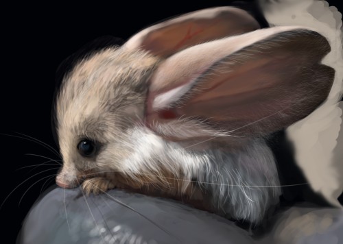 10 jerboa