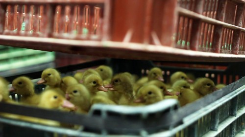 Goslings in a transportbox
