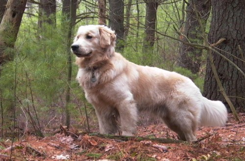 golden_retriever 4