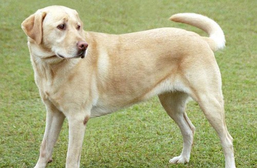 labrador1