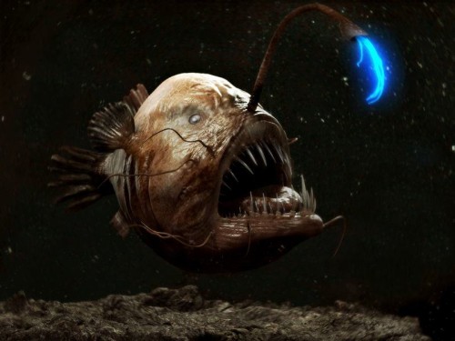 ocean-creatures-angler-fish-bright