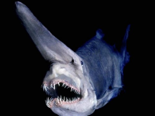 ocean-creatures-goblin-shark