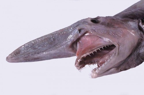 ocean-creatures-goblin-shark-flesh