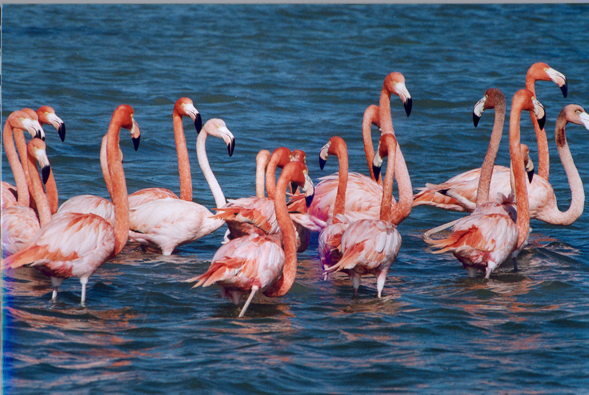 Păsări flamingo