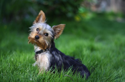 -yorkshire_terrier 5