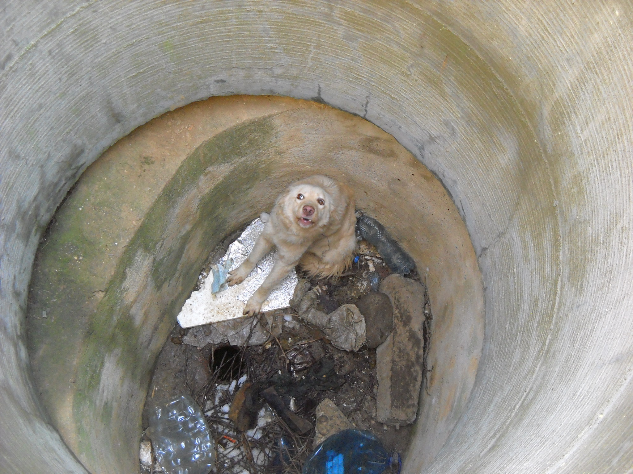 Dog Valentina thrown in a Sewer | RO | 2014