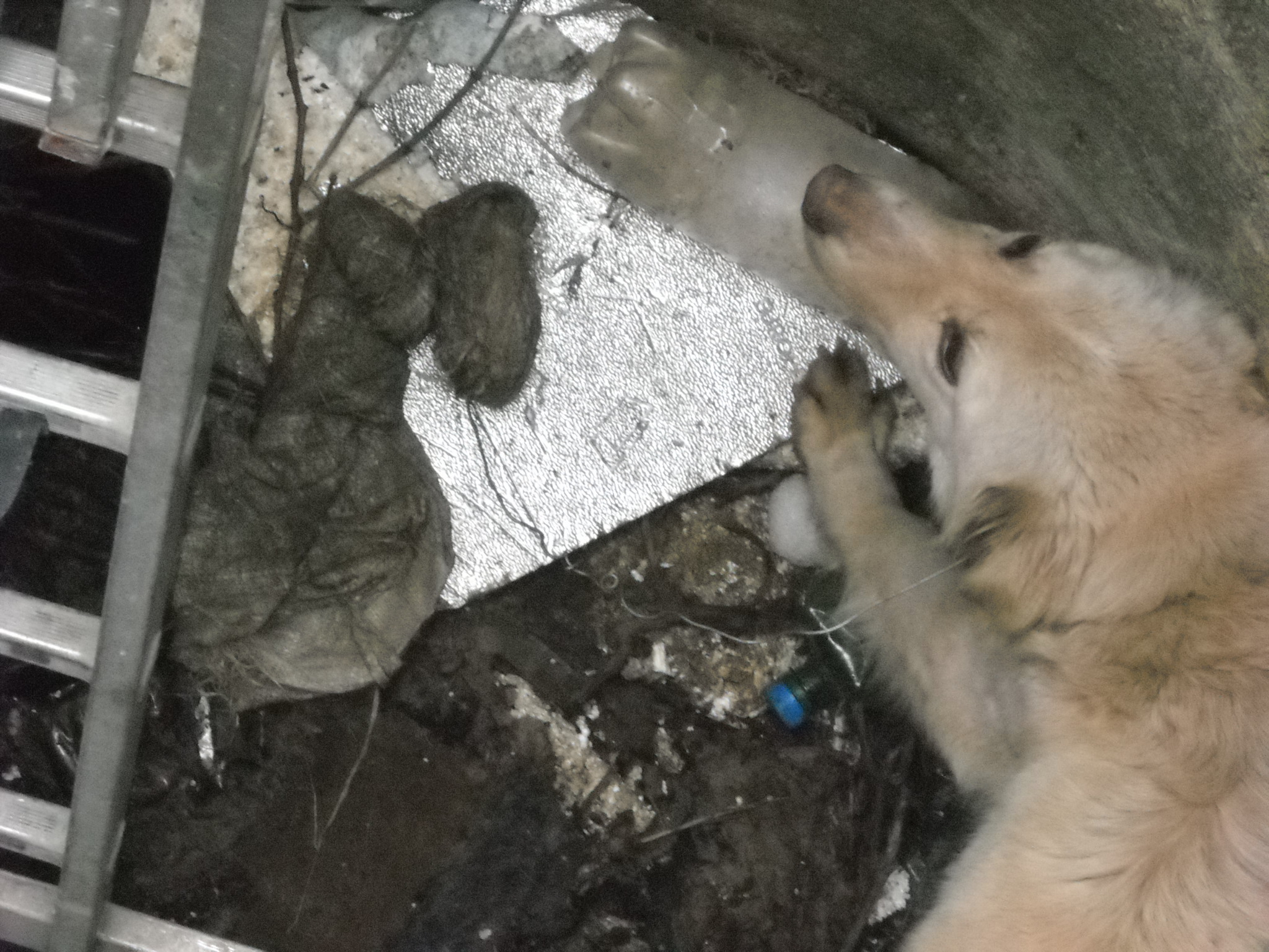 Dog Valentina thrown in a Sewer | RO | 2014