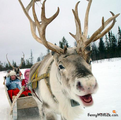 funny-reindeer-03