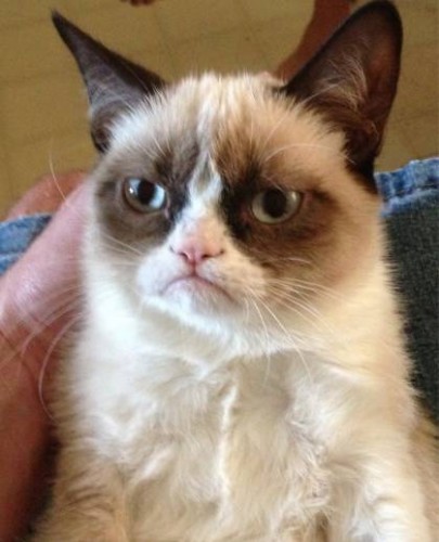 grumpy-cat-net-famous__width_420