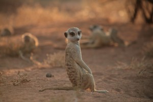 suricate 2