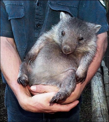 wombat (1)