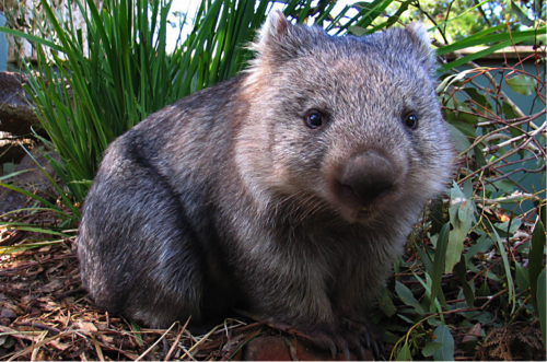 wombat