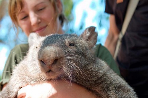 wombat