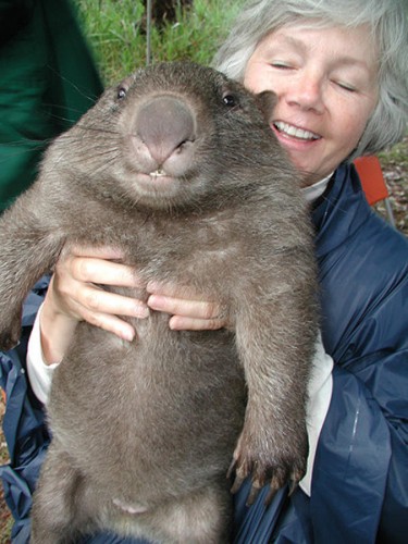 wombat_2819611k