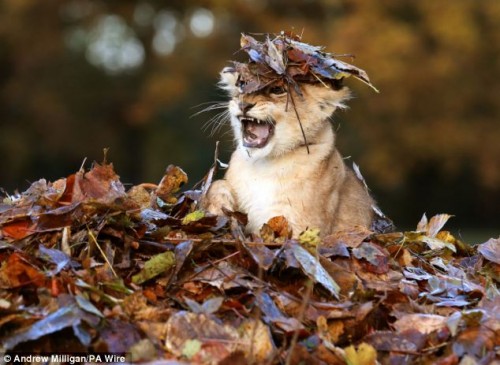 Lion-cub-playing-in-a-pile-of-leaves-01