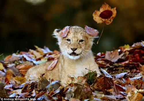 Lion-cub-playing-in-a-pile-of-leaves-03