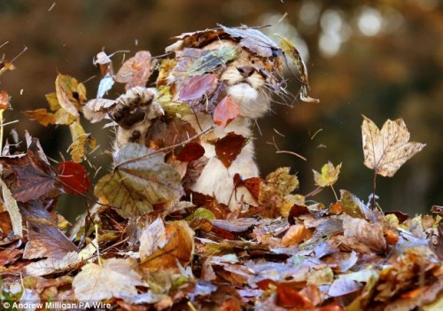 Lion-cub-playing-in-a-pile-of-leaves-04
