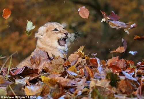 Lion-cub-playing-in-a-pile-of-leaves-07