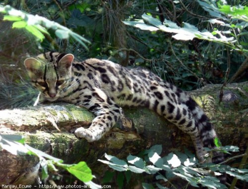 Margay 3