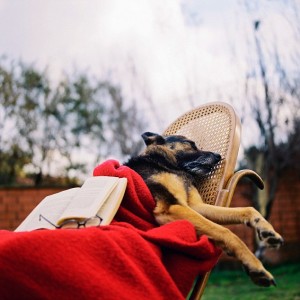 Peaceful portraits of dead pets, Turkey, Mar 2014