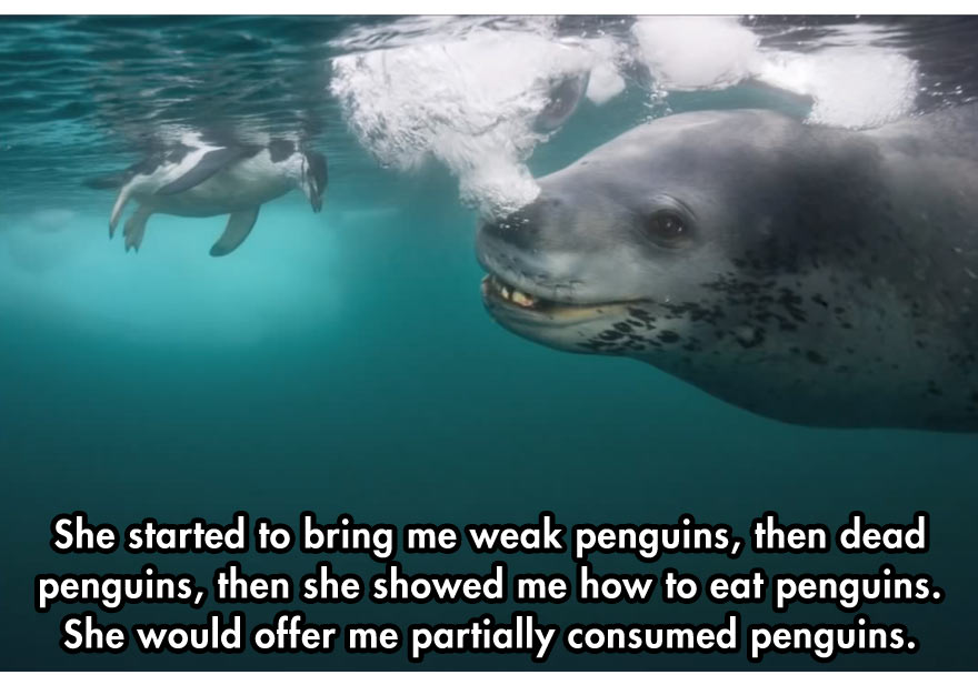 cool-face-off-predator-seal-camera-floating-penguin
