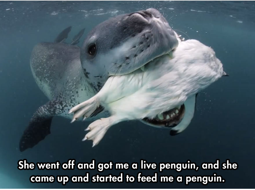 cool-face-off-predator-seal-camera-penguin
