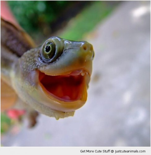 cute-animals-happy-smiling-turtle-tortoise-face-pics