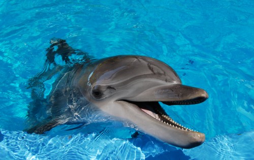 delfin