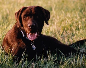 labrador