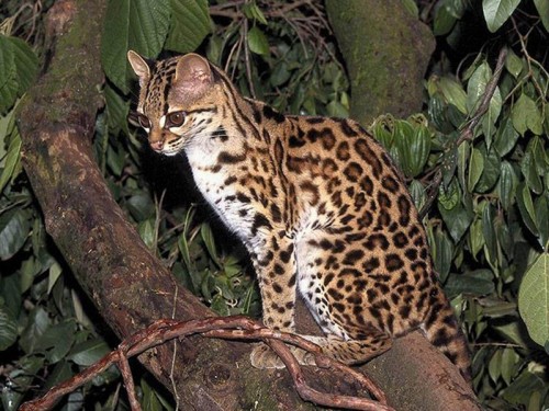 margay2