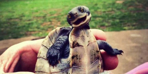 o-CUTE-SMILING-TURTLE-facebook