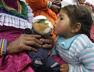 FESTIVAL MACABRU în PERU. Porcușorii de Guineea sunt sărbătoriți, apoi mâncați!