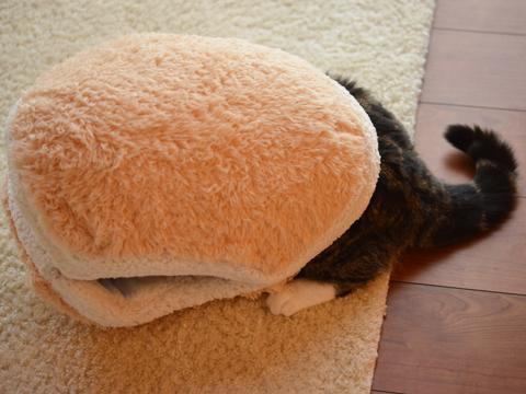 pisica- burger 2