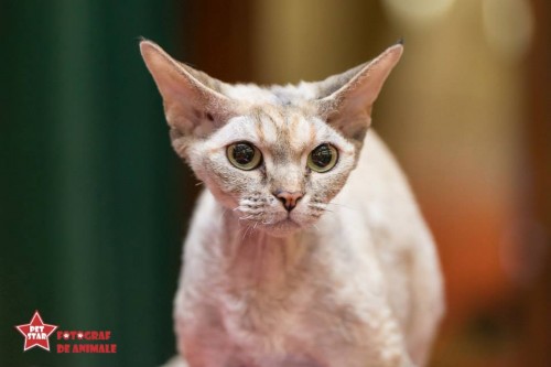 sofisticat pisici main coon british shorthair sphinx