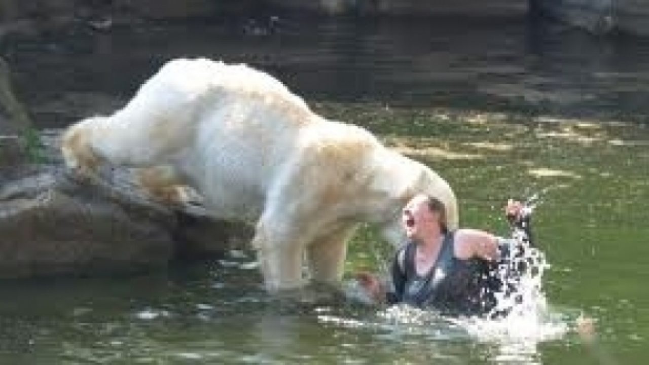 Nebunie S Au Dus La Grădina Zoologică și Au Devenit Hrană Vie