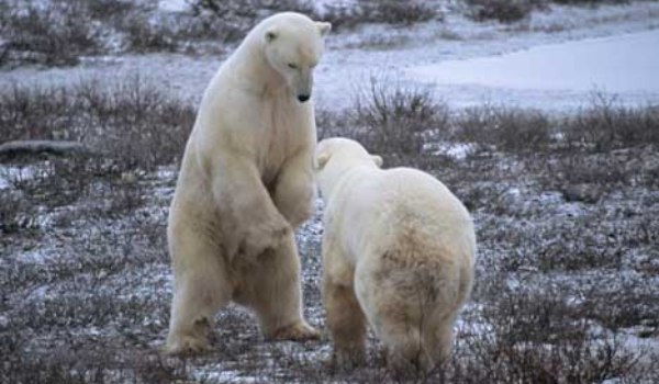 Doi urși polari care se joacă 