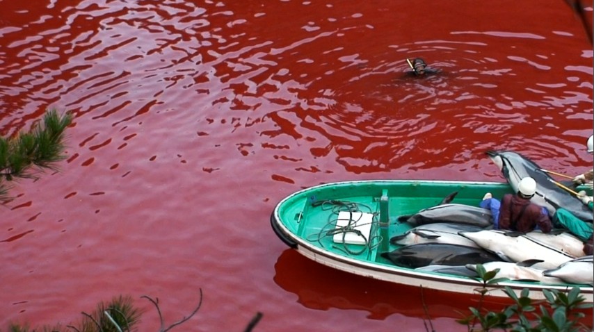 Secret Dolphin Cove in Taiji Japan, site of annual dolphin slaughter
