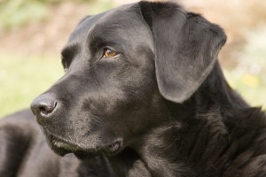 rase de câini care adoră să se joace; Labrador Retriever