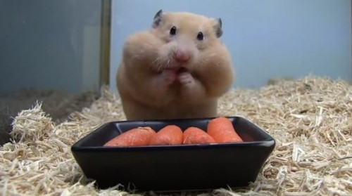 Un cățel este TERORIZAT de un hamster. Cu siguranță, o sa râzi cu poftă I VIDEO