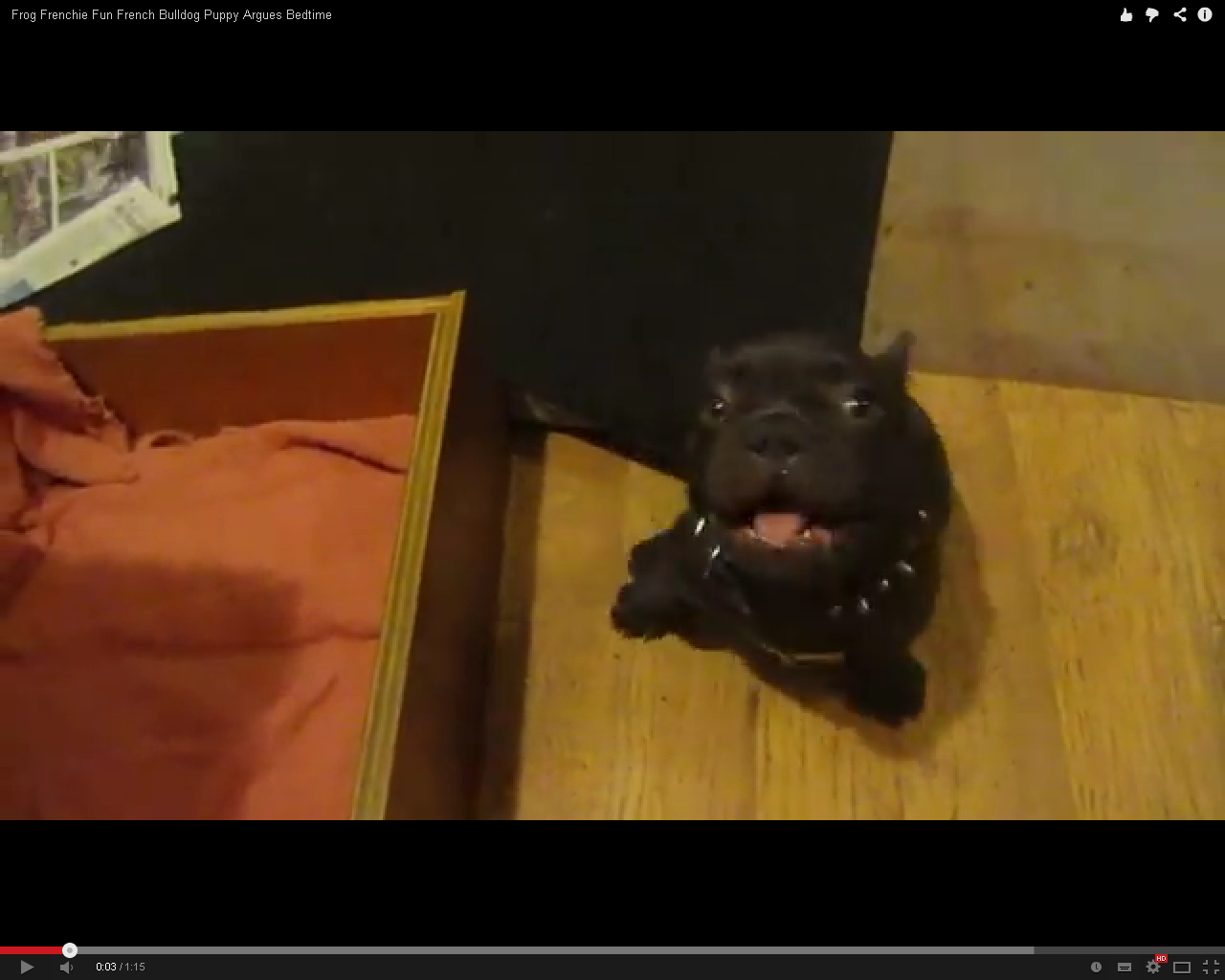 Cel mai tare video de pe NET! Un pui de căţel e trimis la culcare, dar micutul nu prea vrea să doarmă