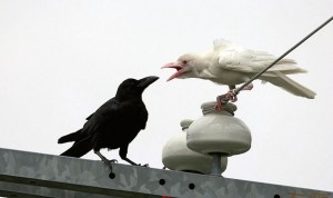 Albino Crow