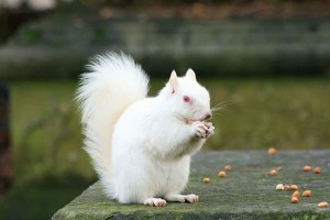 Albino Squirrel