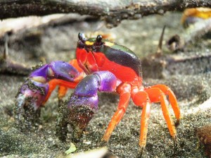 Halloween Crab