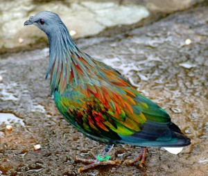 Nicobar Pigeon