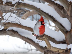 Northern Cardinal