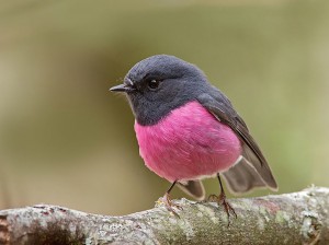 Perfectly Pink Chested Robin Bird