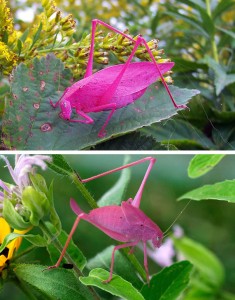 Pink Katydid