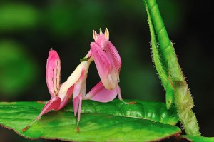 Pink Orchid Mantis